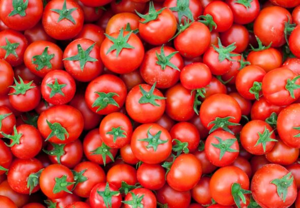 forced-labor-tomato-china